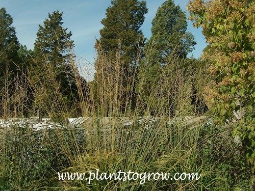 Windspeil Moor Grass (Molinia caerulea)
